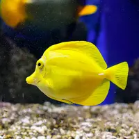 Aquarium ONIRIA &copy; Aquarium ONIRIA