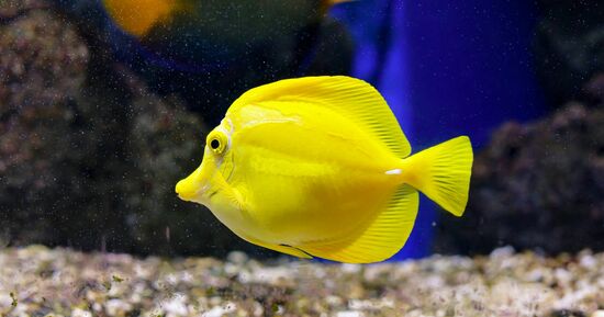 Aquarium d'Oniria : Billet d'entr&eacute;e