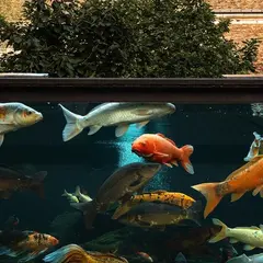 Aquarium de la Citadelle