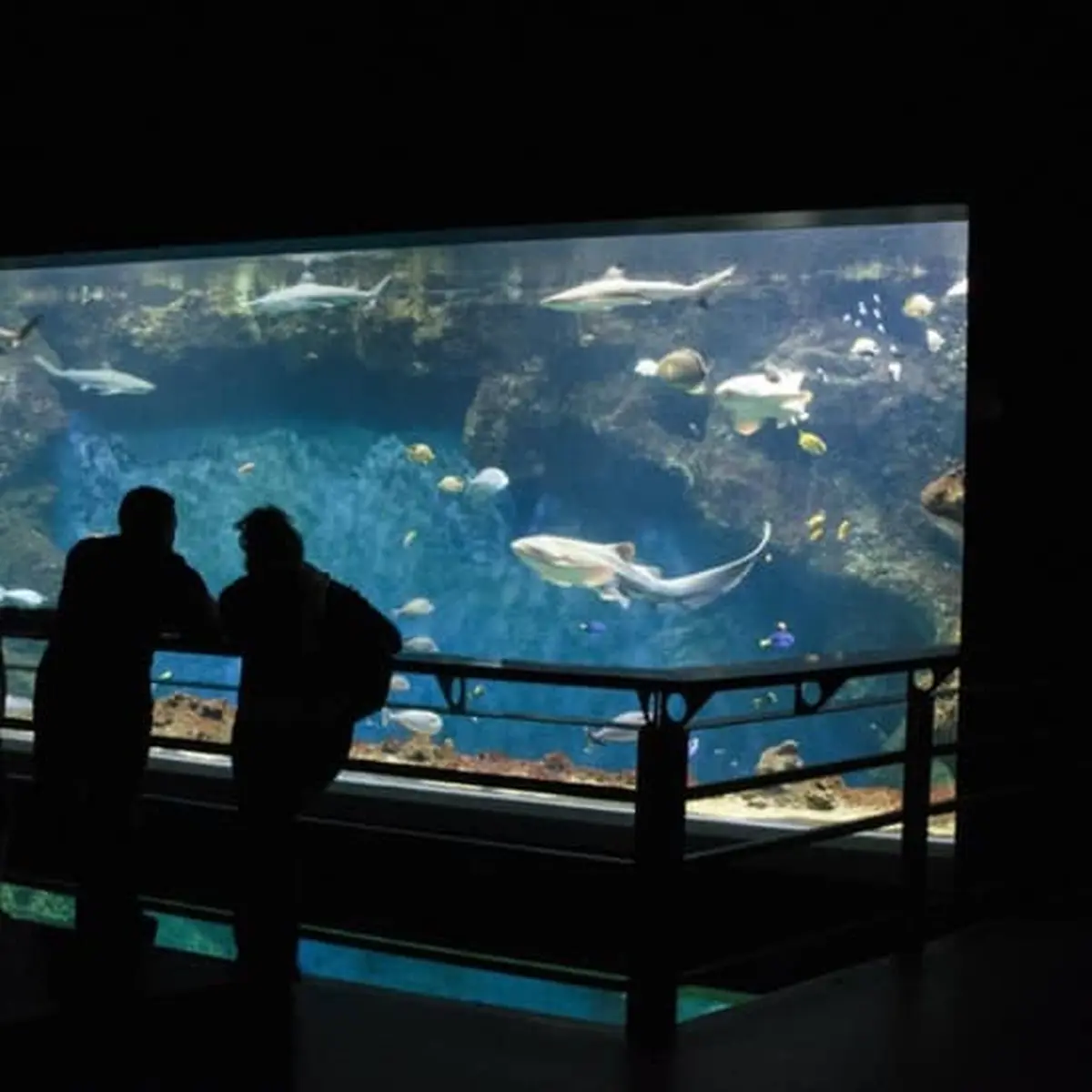 Aquarium de Lyon : à la découverte de poissons du monde entier