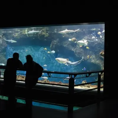 Aquarium de Lyon : à la découverte de poissons du monde entier