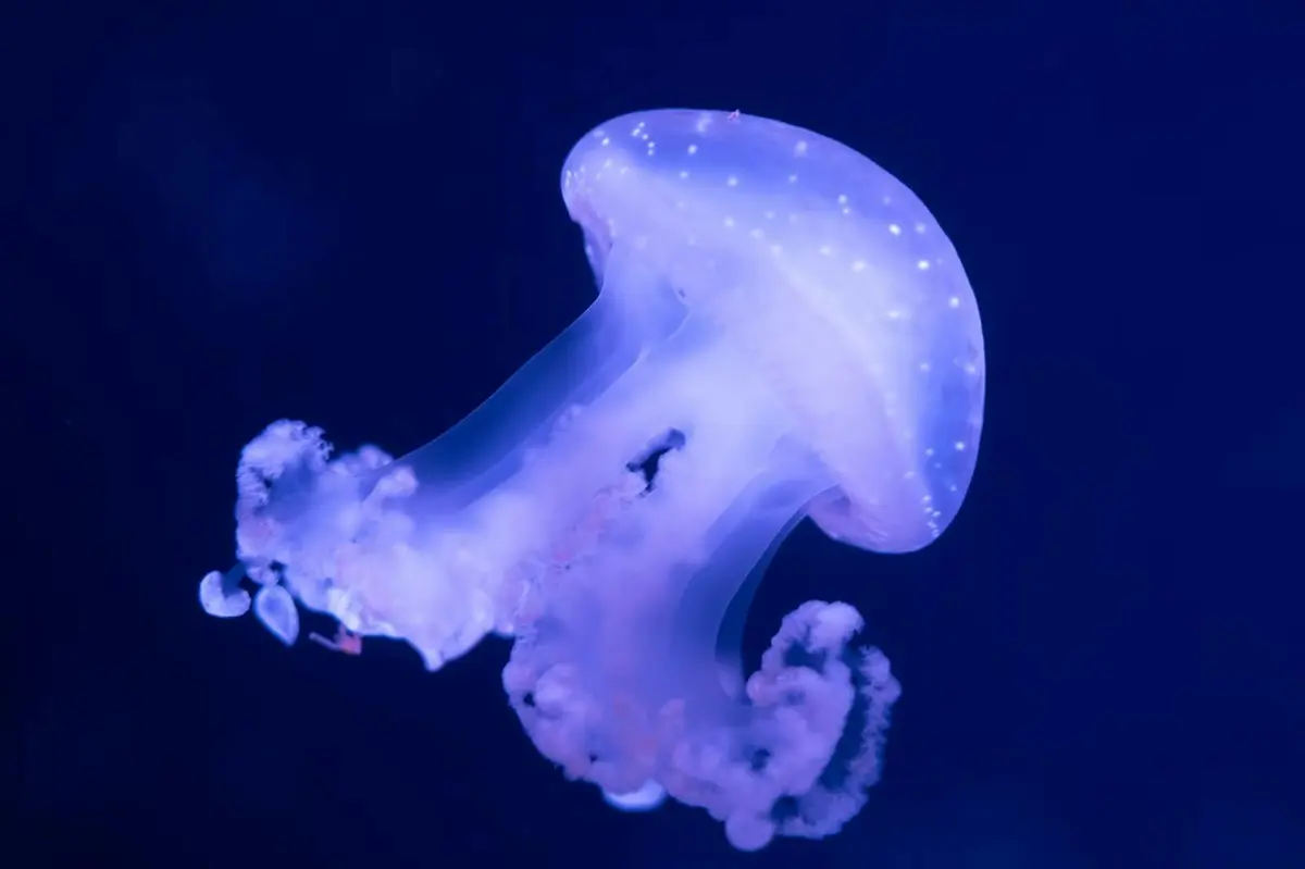 Aquarium de Paris : Pass annuel