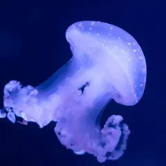 Aquarium de Paris : Pass annuel