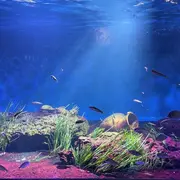Aquarium de Vendée