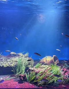 Aquarium de Vendée