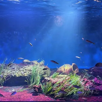 Aquarium de Vendée