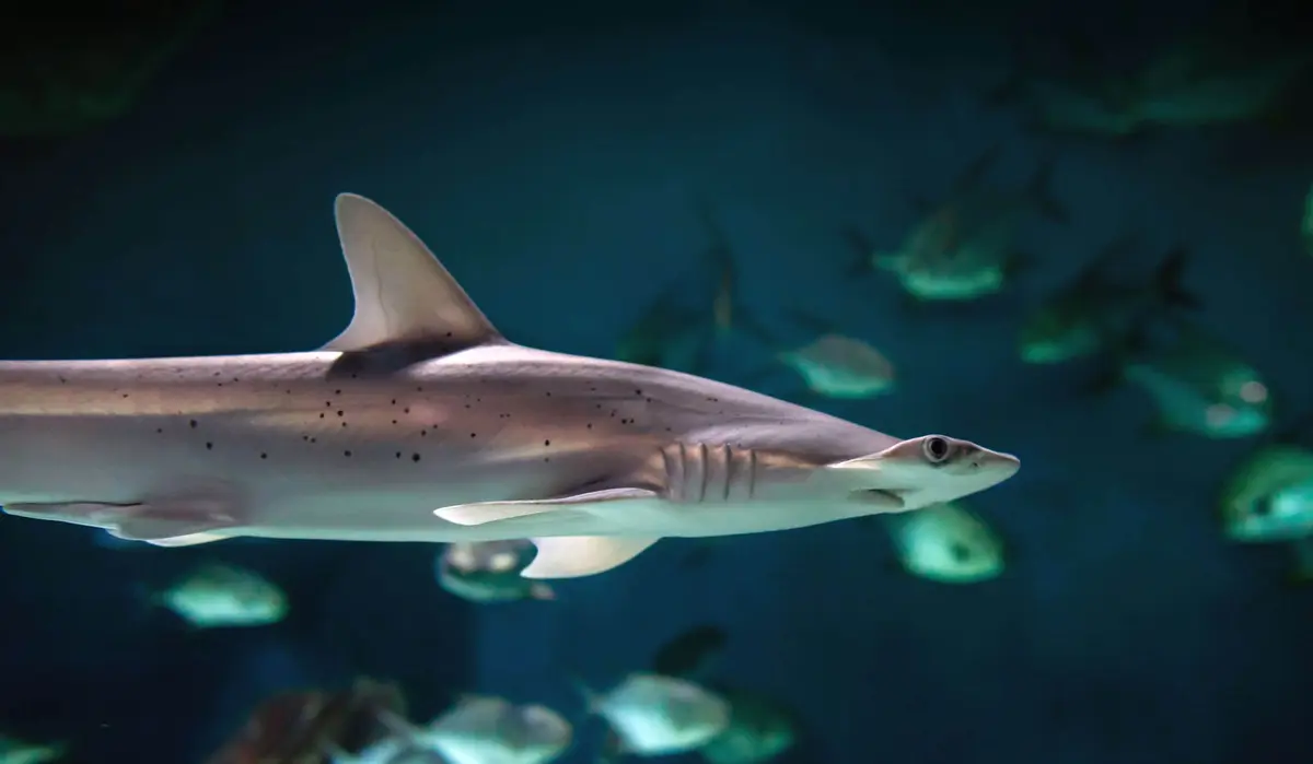 Aquarium La Rochelle