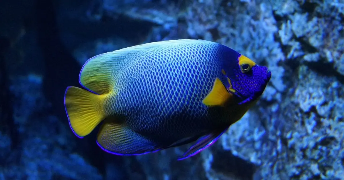 Aquarium de Lyon