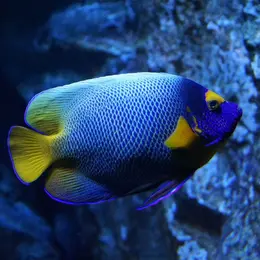 Aquarium de Lyon