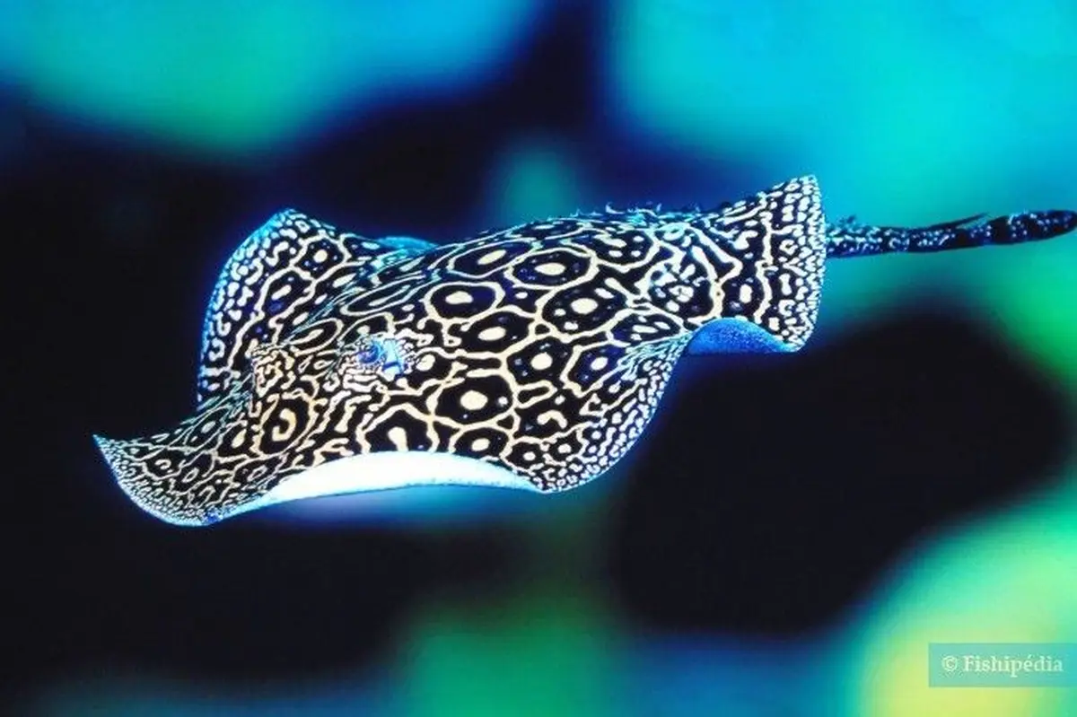 Aquarium refuge Limoges