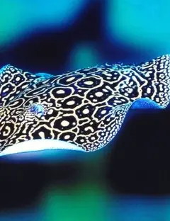 Aquarium refuge Limoges