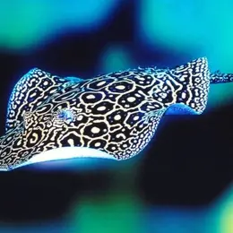 Aquarium refuge Limoges