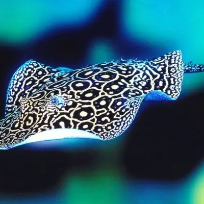 Aquarium refuge Limoges