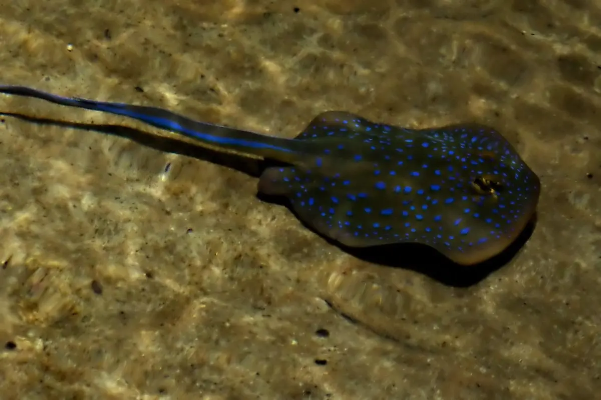 Aquarium Sea Life Val D'Europe