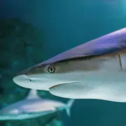 Aquarium Sea Life Val D'Europe