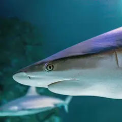 Aquarium Sea Life Val D'Europe
