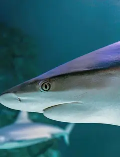 Aquarium Sea Life Val D'Europe