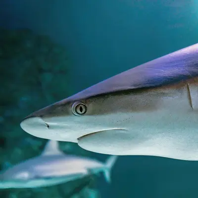 Aquarium Sea Life Val D'Europe