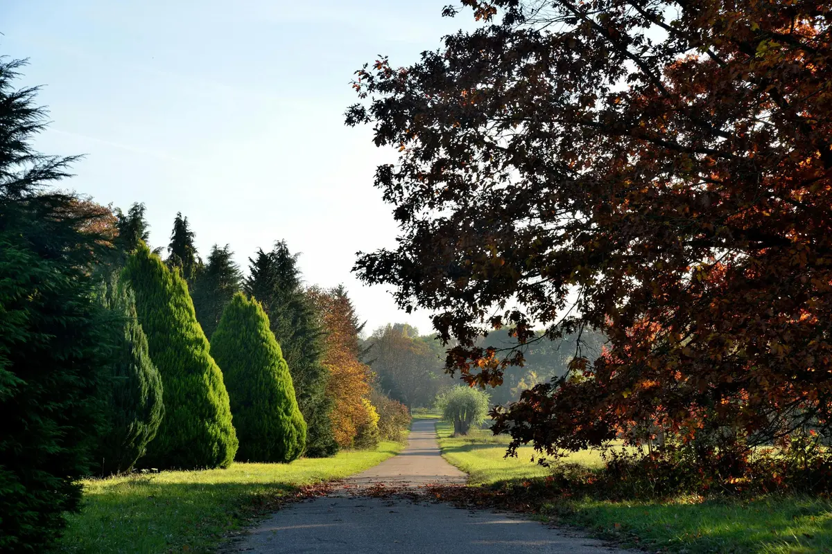Chemin pavé bordé d'arbres verts et de couleurs automnales, s'étendant au loin sous un ciel clair.