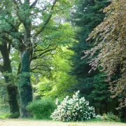 Arboretum du Château de Neuvic d\'Ussel
