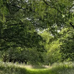 Arboretum Versailles - Chèvreloup