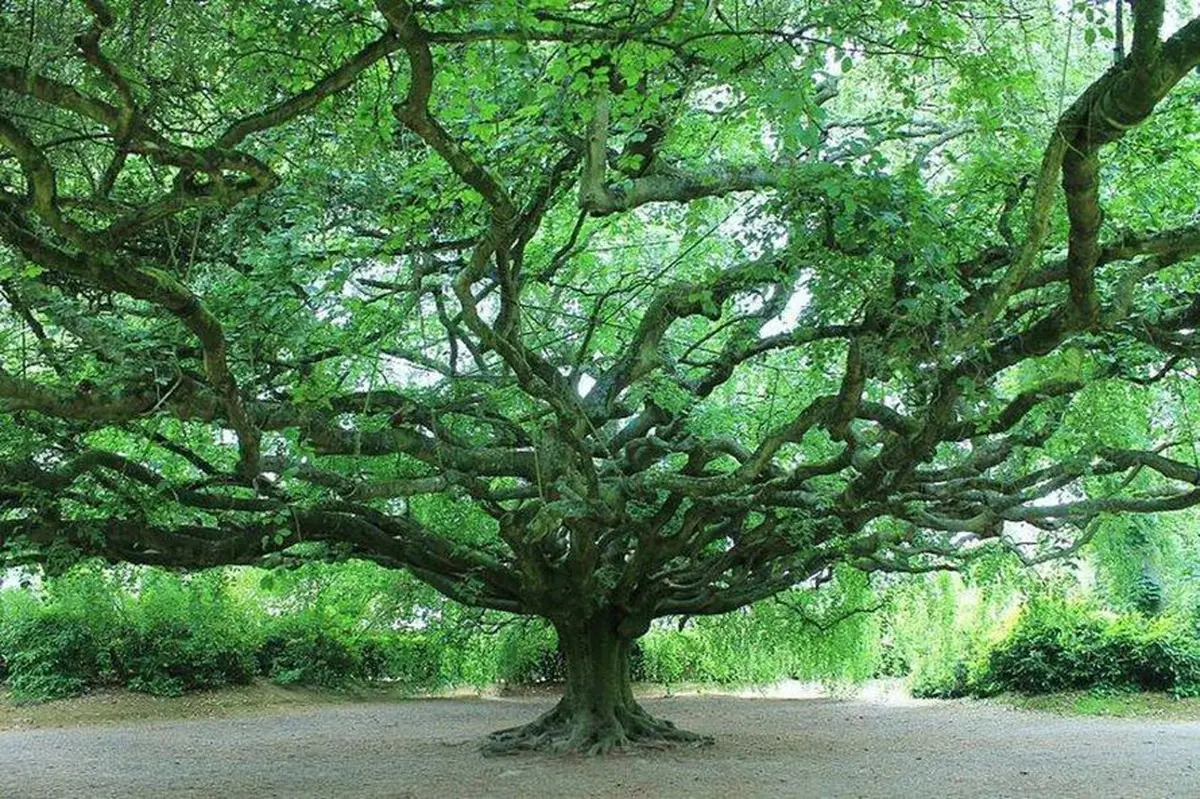 Arbres remarquables de France