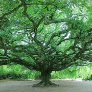 Arbres remarquables de France