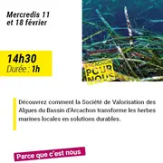 Arcachon pour nous : A la découverte des algues du Bassin