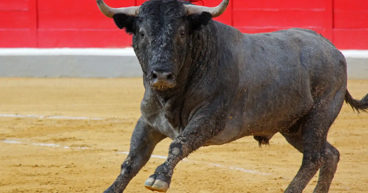 Toro-Piscine aux Arènes du Cap d'Agde