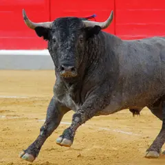 Arènes du Cap d'Agde