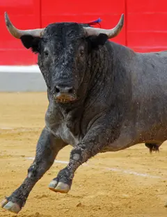 Arènes du Cap d'Agde