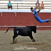 Arènes en fête : spectacle de vachettes