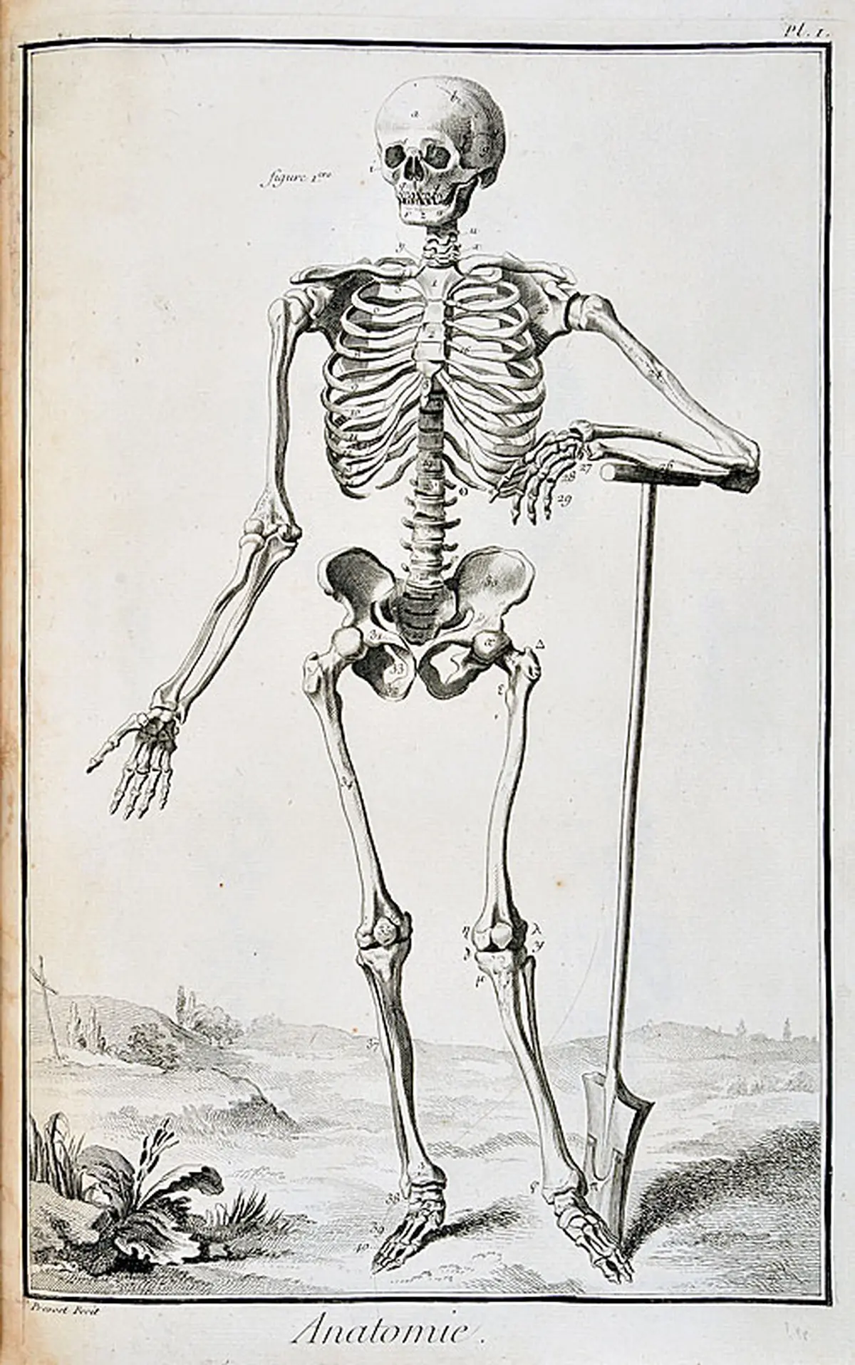ARPL 2026 - Visite guidée des planches Anatomie de l'Encyclopédie