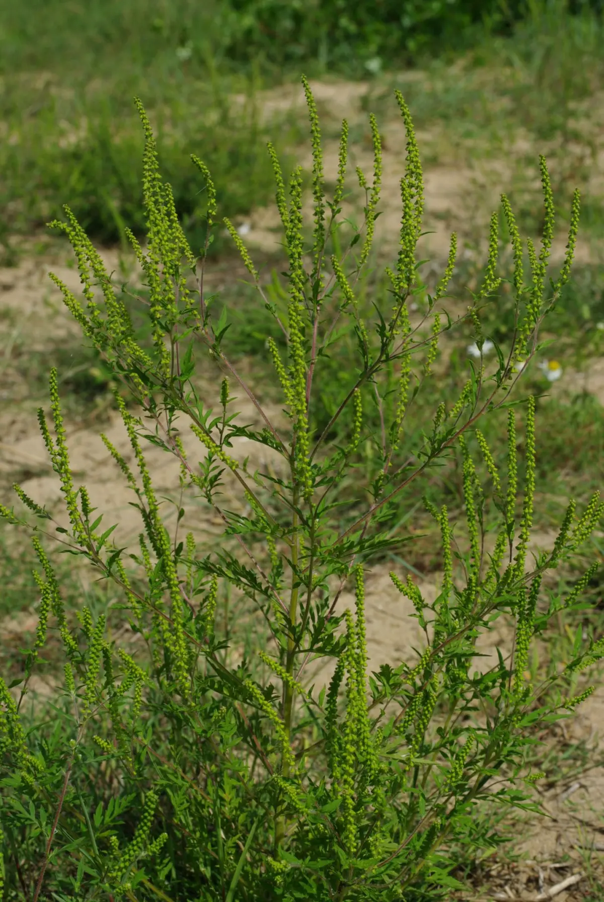 Arrachons l'Ambroisie sur l'ENS de la Petite Loire