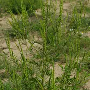 Arrachons l'Ambroisie sur l'ENS de la Petite Loire