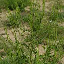 Arrachons l'Ambroisie sur l'ENS de la Petite Loire
