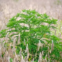 Arrachons l'ambroisie sur les Mahyses !