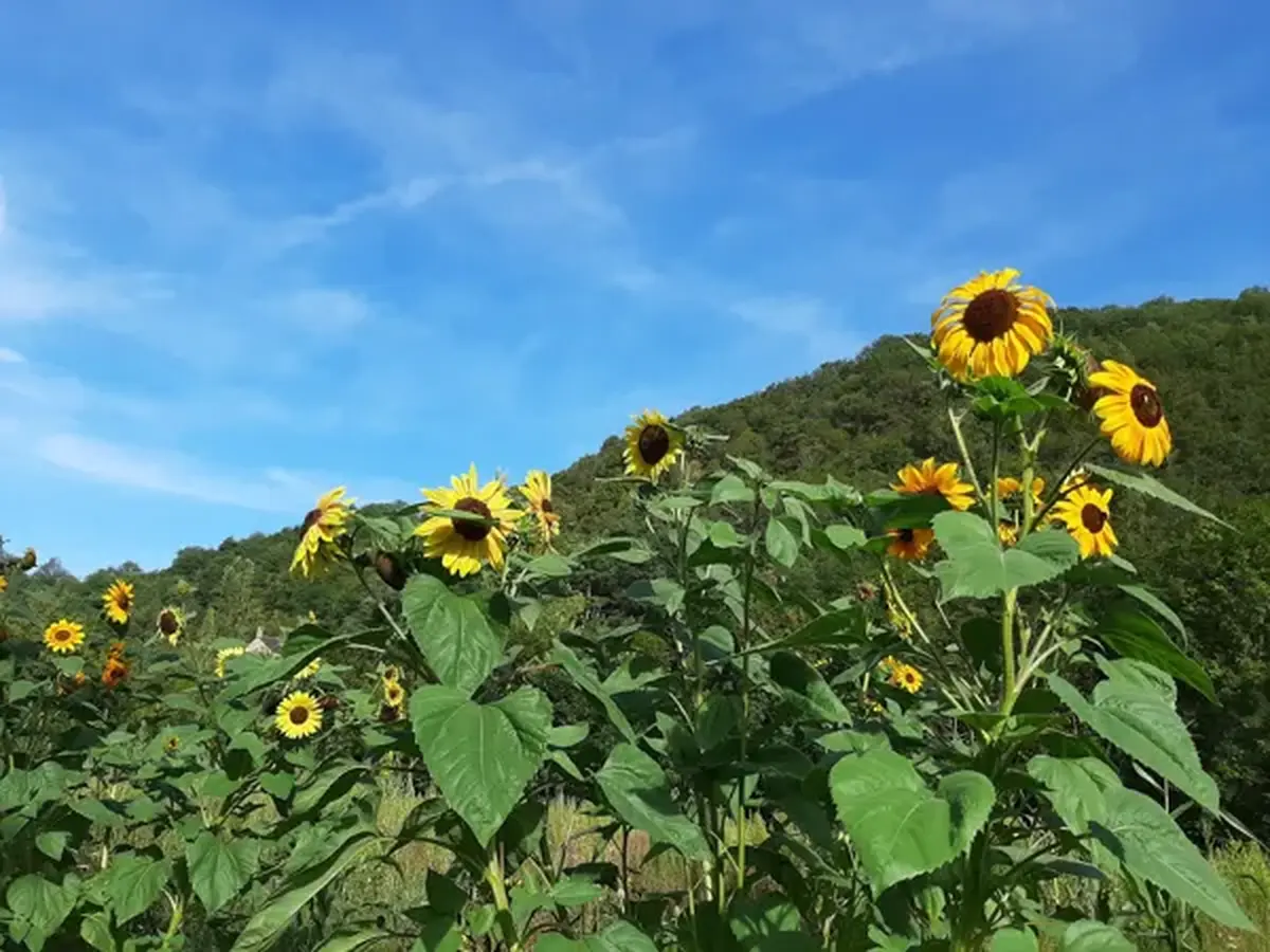 Assemblée Générale de l'association Graine de Jardin à St Geniez d'Olt