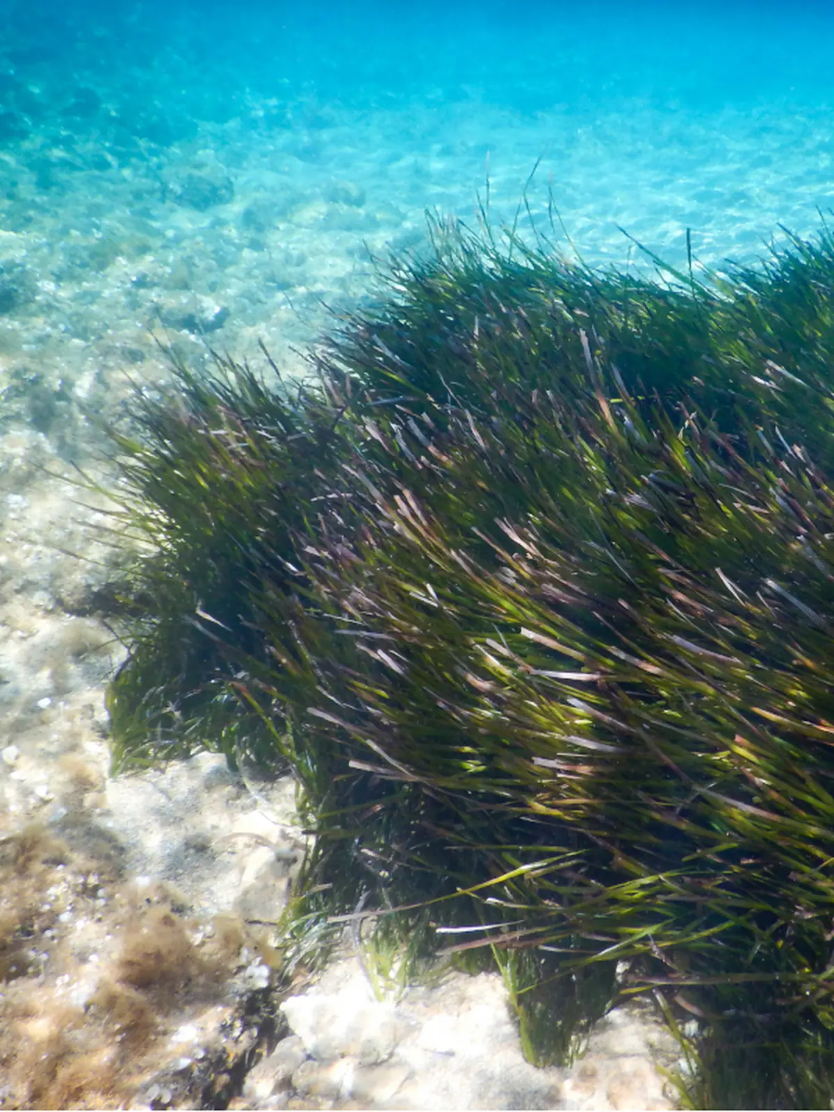 Atelier  A la découverte de la biodiversité marine