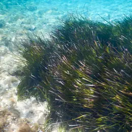 Atelier  A la découverte de la biodiversité marine