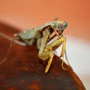 Atelier à la découverte des insectes (dès 5 ans)