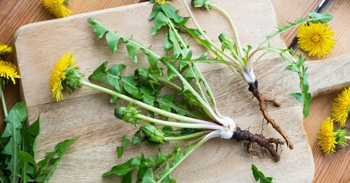 Atelier à La Découverte Des Plantes Sauvages