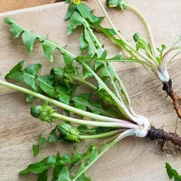 Atelier à La Découverte Des Plantes Sauvages