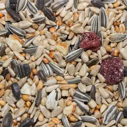 Atelier à la ferme: tableau mosaïque de graines