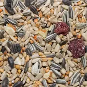 Atelier à la ferme: tableau mosaïque de graines