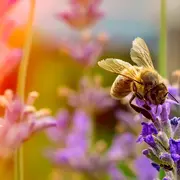 Atelier Accueillir La Biodiversité Au Jardin