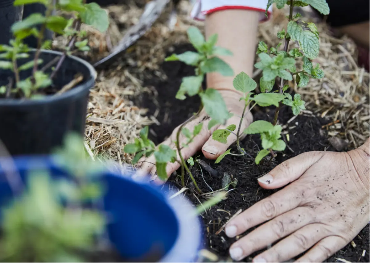 Atelier adultes : Jardin