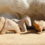 Atelier Animaux D'Argile