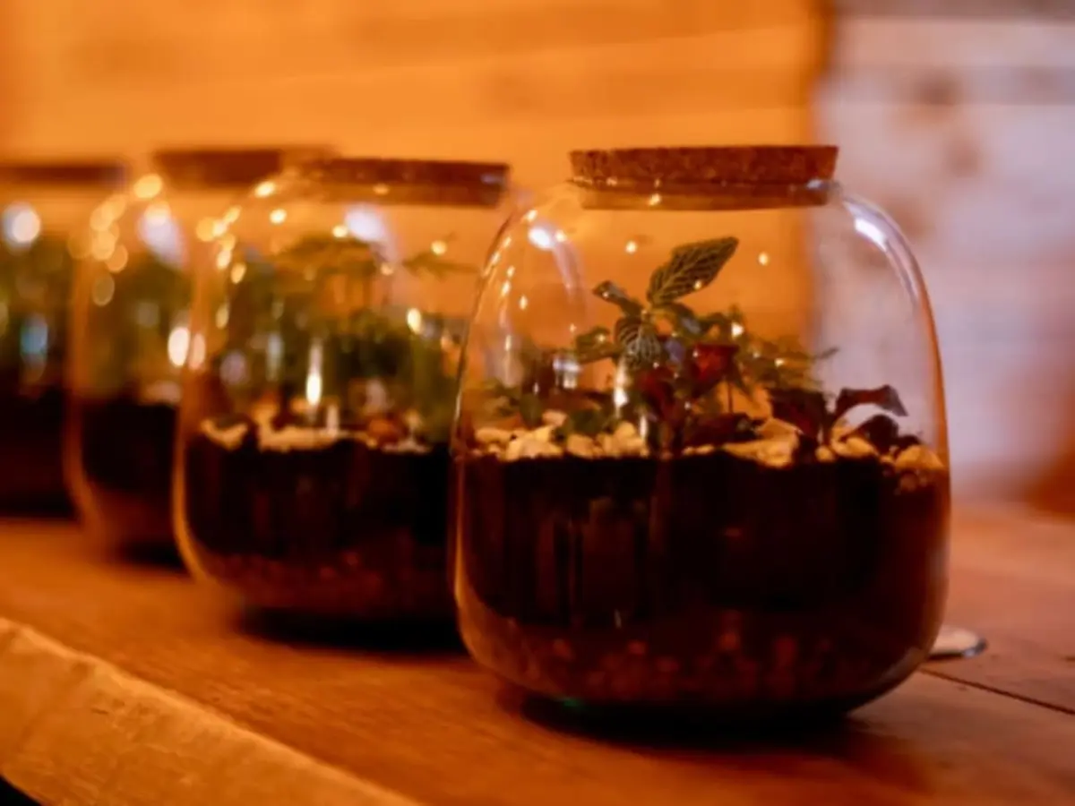 Atelier apéro terrarium à Strasbourg (67)