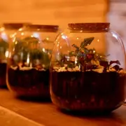 Atelier apéro terrarium à Strasbourg (67)